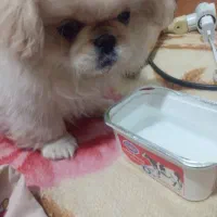 سگ شیتزو|سگ|میاندوآب, |دیوار