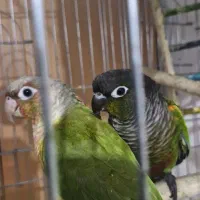 طوطی گرینچیک