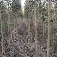 صنوبر ممتاز، انتخابی هوشمندانه برای سرمایه‌گذاری