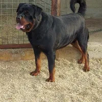 سگ های درشت اندام، سگ فوق حرفه ای،سگ نگحبان|سگ|شهریار, شهریار|دیوار