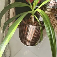 گیاه برگ موزی