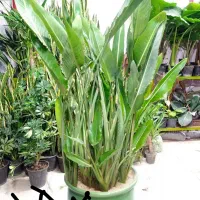 زیر قیمت آنلا ین