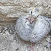 جوجه ۳ لقه پلاکی گم کردم هرعشق بازی گرفته خریدارم