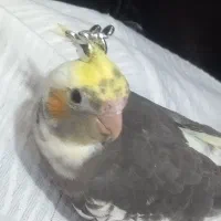 ی جفت عروس هلندی  همراه با ۳تا جوجه عروس دو ماهه|پرنده|بیضا, |دیوار