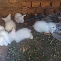 توله خرگوش سفید لوپ چشم آبی