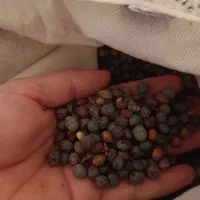 ناردونه قرمز  و بنه سبز|خوردنی و آشامیدنی|شیراز, میانرود|دیوار