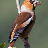 سهره نوک درشت نر و ماده