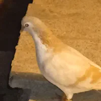 جوجه|پرنده|نیشابور, مازول|دیوار