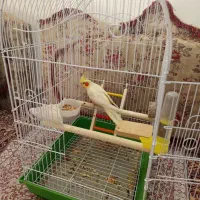 عروس هلندی|پرنده|قروه, |دیوار