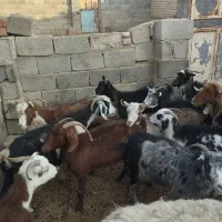 بز و میش|حیوانات مزرعه|کربال, |دیوار