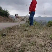 توله افغان|سگ|برهسر, |دیوار