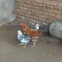 مرغ و خروس