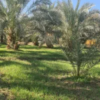 فروش اب کشاورزی|فروش دفتر صنعتی، کشاورزی، تجاری|سیب و سوران, |دیوار