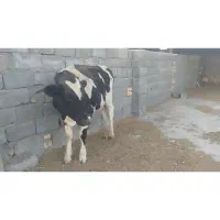 گوساله