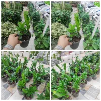 زاموفیلیا سبز زامفیلیا سانسوریا مطبق قفل دوچرخه