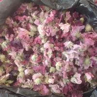 گل ختمی|گل و گیاه طبیعی|تایباد, |دیوار