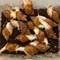 تعدادی حلزون بالغ