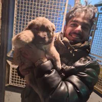 سگ خراسانی ماده