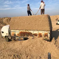 کاه نیشکر خشک مناسب دام بصرفه