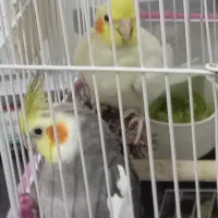 مرغ عروس نر وماد تخم گذار ماده سخنگو با ۲تا جوجه