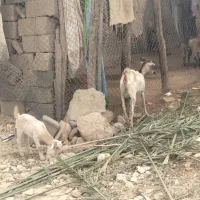 گیسع زایده کهر ماده عروسک پاشع|حیوانات مزرعه|لامرد, |دیوار