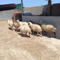 7راس میش داشتی