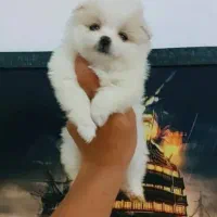 توله پامر خرسی