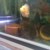 جوجه فلاور باکس ۲۰روزه.کت چوبی فنکوس کلمبیا|ماهی|ارومیه, |دیوار