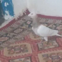 فروشی سارنر