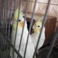 جفت عروس هلندی|پرنده|هشتگرد, هشتگرد قدیم|دیوار