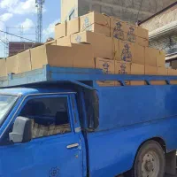 عرضه عمده تخم مرغ