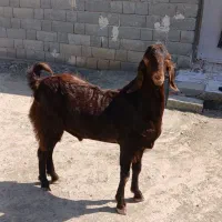 چپشت|حیوانات مزرعه|کهنوج, |دیوار