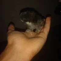 جوجه مرندی