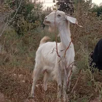 یک راس بزابسن
