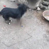 سگ‌پاکوتا