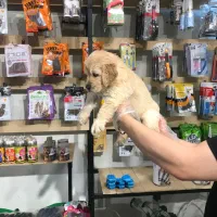 سگ گلدن رتریور