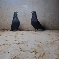 کبوتر پاکستانی و زاغ|پرنده|خورموج, |دیوار