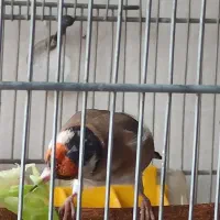 سهره جوجه قفس مال امسال