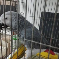 کاسکو سخنگو کاملا دستی وارام