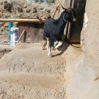 یک عدد تیشک|حیوانات مزرعه|بیرانوند, |دیوار