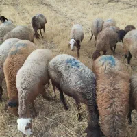 کاور ماده و میش