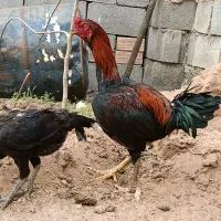 خروس لاری|حیوانات مزرعه|صوفیان, |دیوار