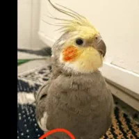 یک عدد عروس هلندی گم شده است