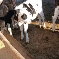 گوساله ماده قلم درشت|حیوانات مزرعه|مشهد, آبادگران|دیوار