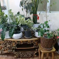 گل اپارتمانی