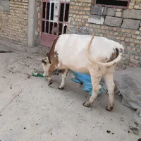 گاو