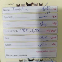پودل آپارتمانی|سگ|کهریزک, |دیوار