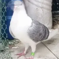 کفتر ساده معاوضه