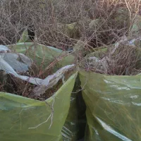 عنوان نهال های ایرانی وخارجی موجود ‌میباشد|خدمات باغبانی و درختکاری|ارومیه, |دیوار