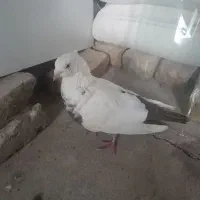 کبوتردم قهوه ای|پرنده|محمدیه-قزوین, |دیوار